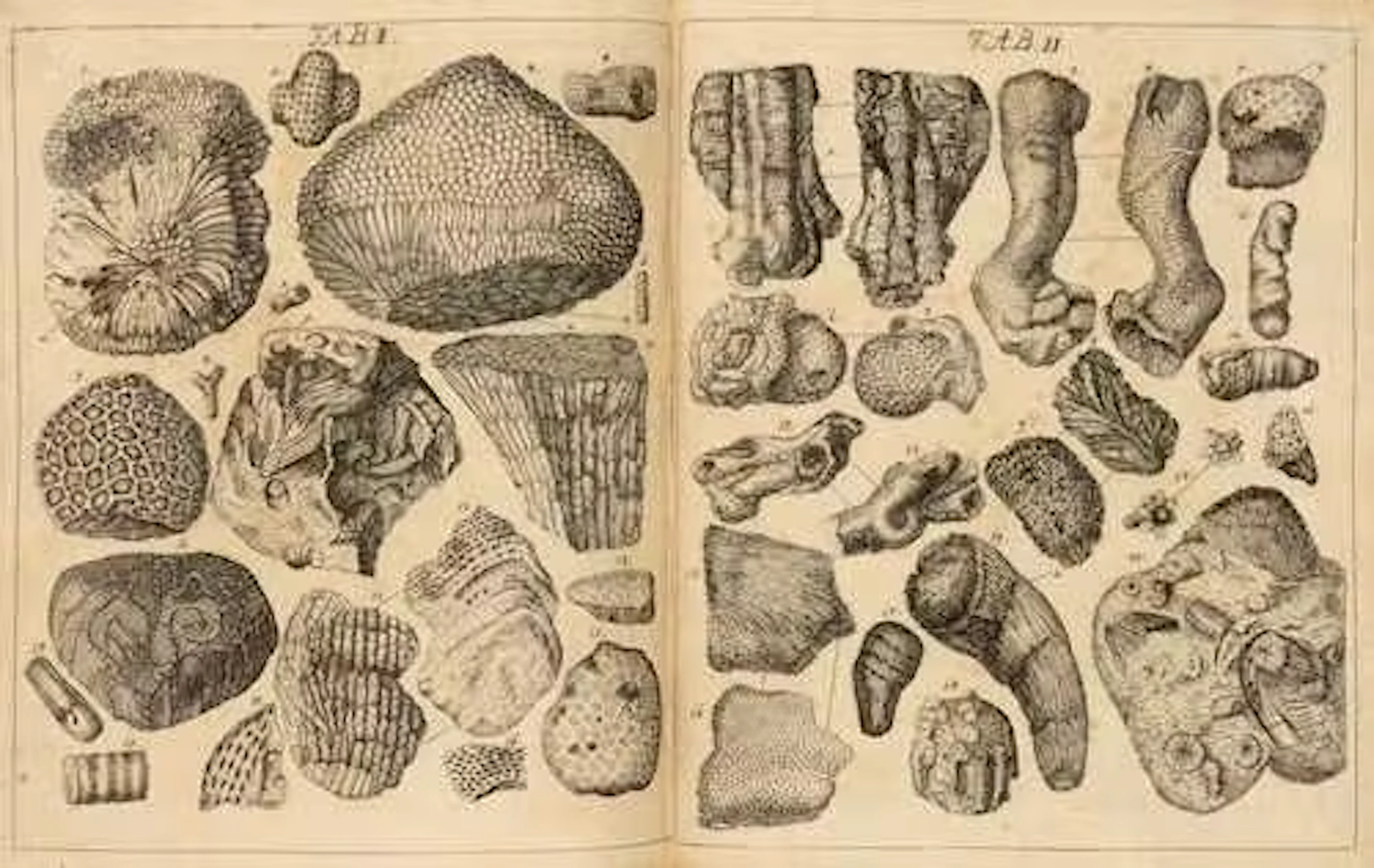 GEOLOGIE - Paläontologie -