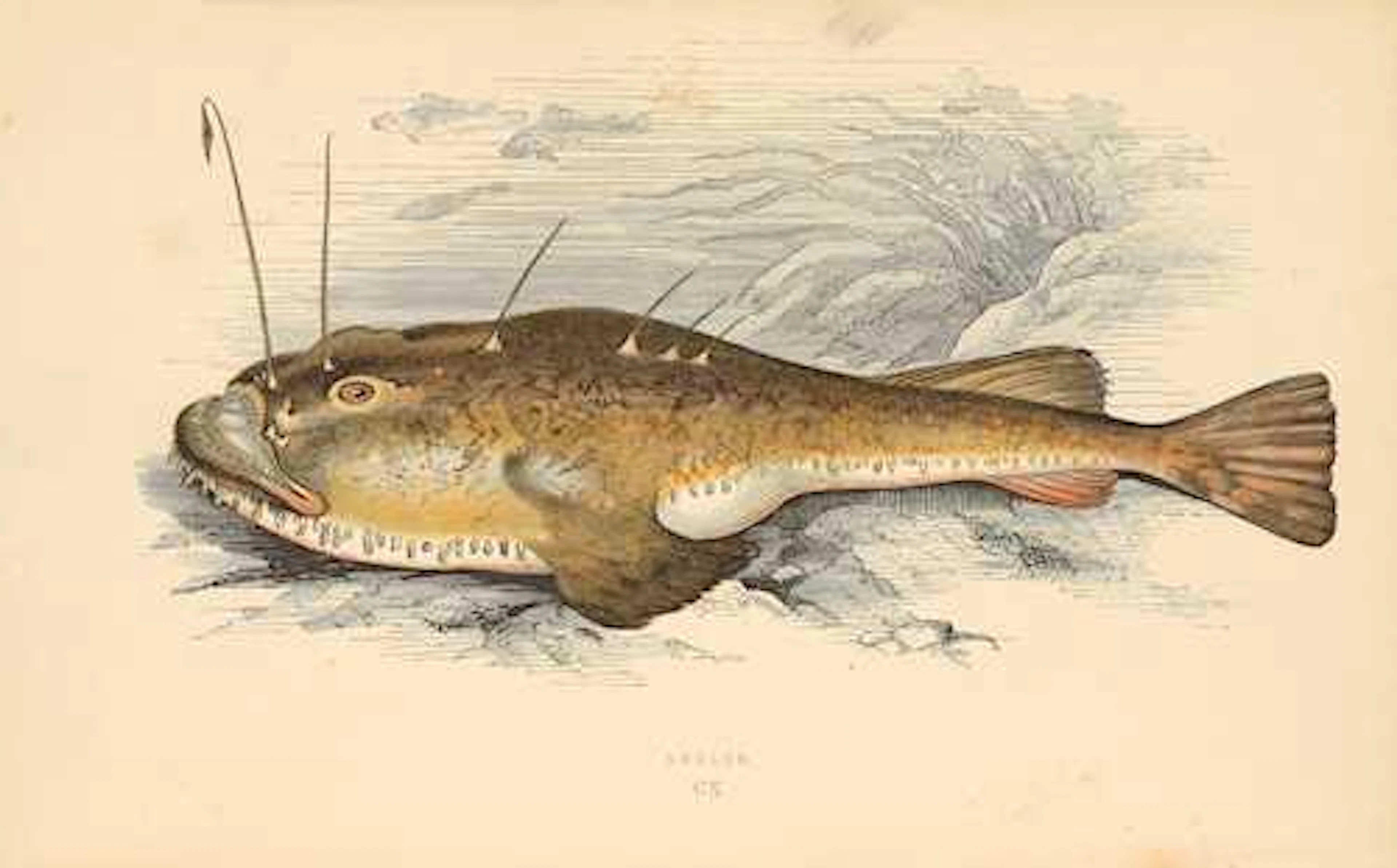 ZOOLOGIE - Ichthyologie -