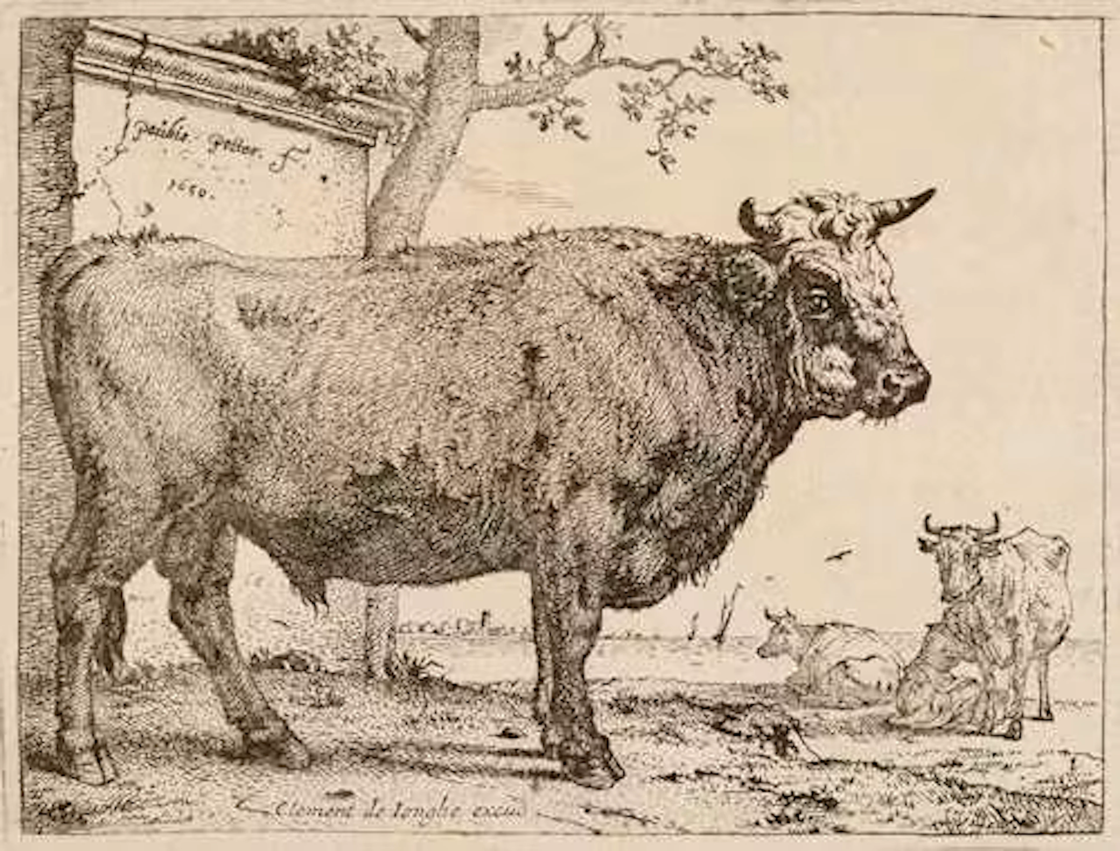 PAULUS POTTER