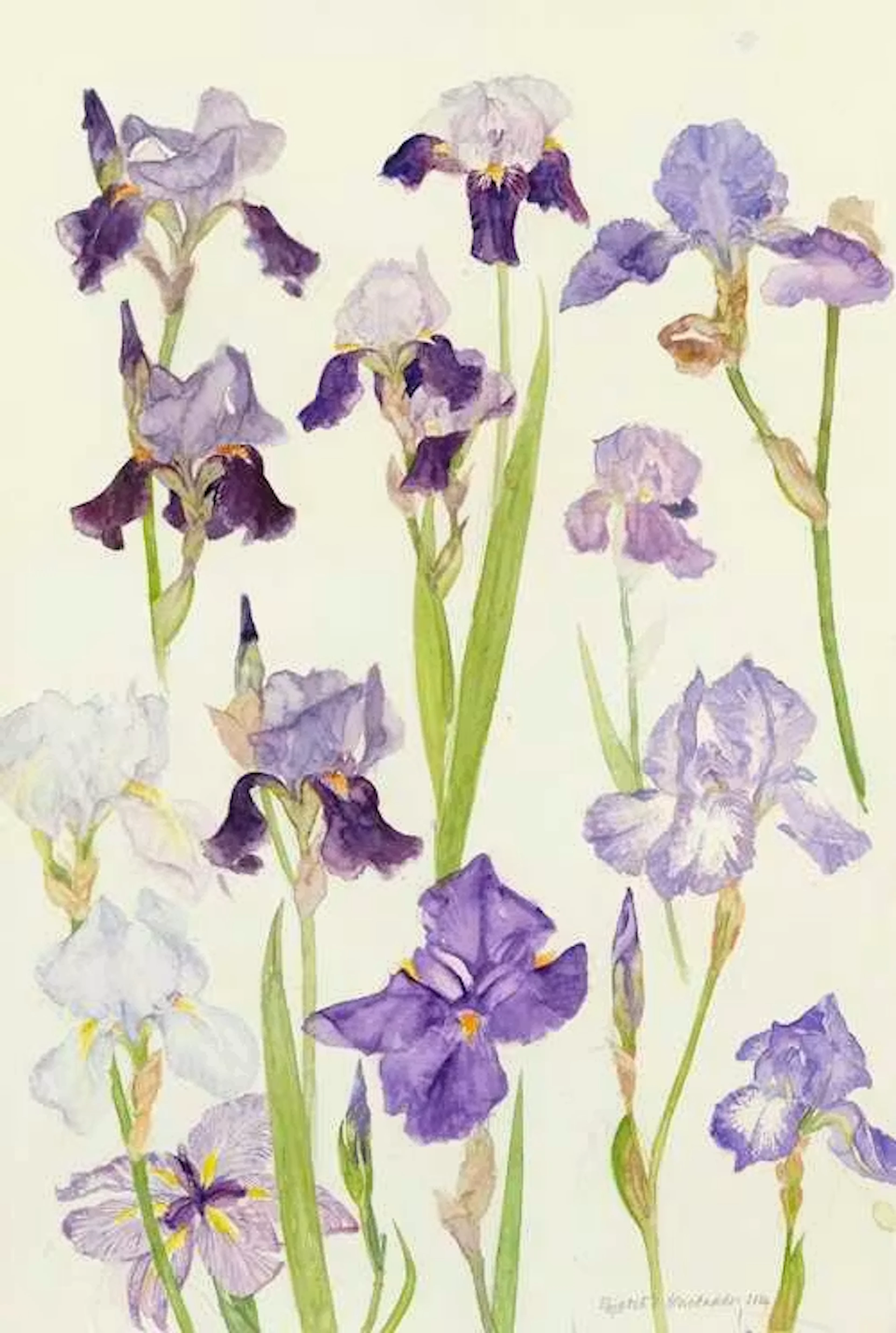 ELIZABETH BLACKADDER