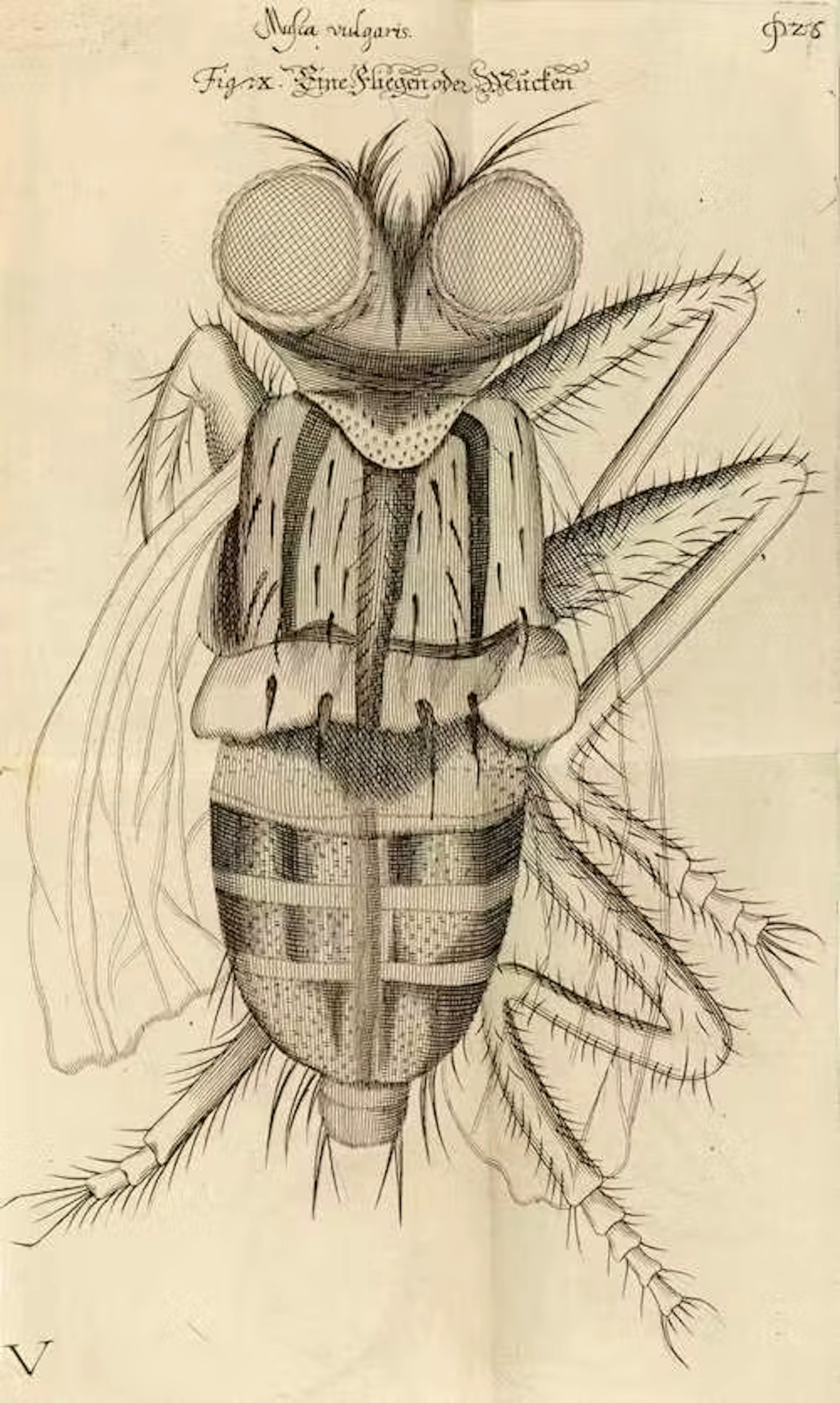 Griendel, Johann Franz.